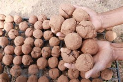 Việt Nam ứng dụng “bom hạt giống” để tái tạo hệ thực vật vùng khô hạn