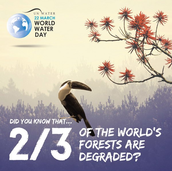 Bạn có biết 2/3 diện tích rừng trên thế giới đã bị suy giảm?