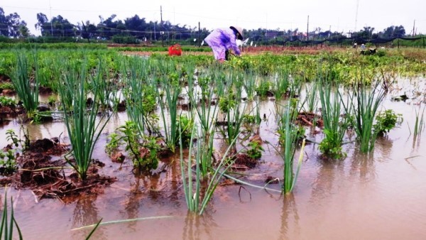 Mưa lũ gây ngập lụt hoa màu tại Quảng Nam