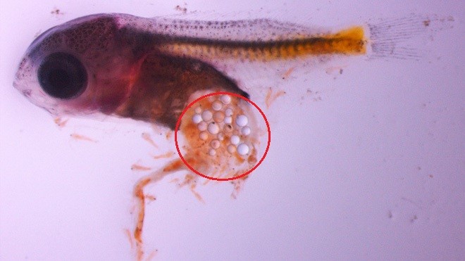 Một ấu trùng cá chứa rất nhiều hạt vi nhựa. Ảnh minh họa
