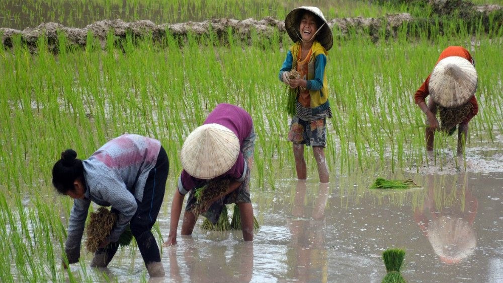 Dân làng trồng lúa chịu mưa ở vùng đầm lầy Beung Kiat Ngong, Cộng hòa Dân chủ Nhân dân Lào. Ảnh: FAO / Xavier Bouan