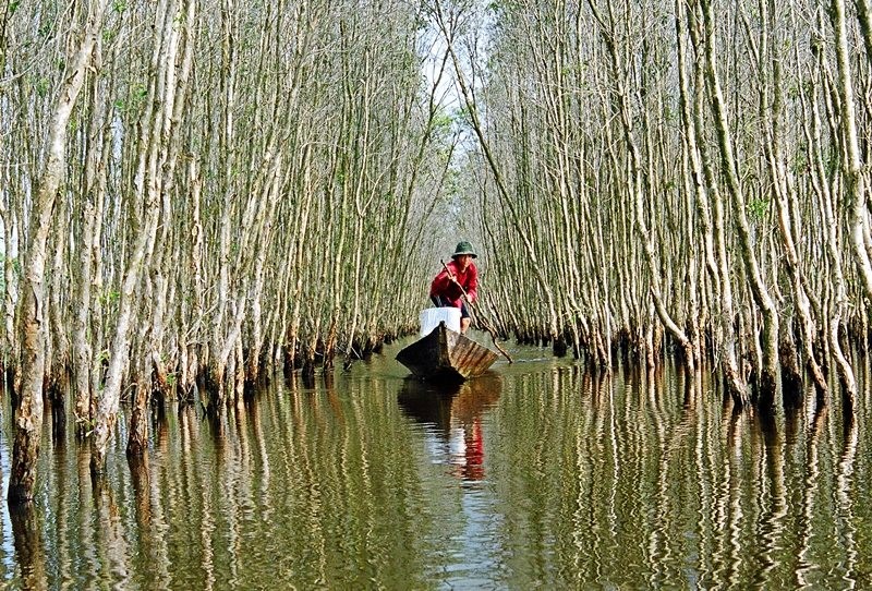 Tác phẩm “Dưới tán rừng Tràm” được chụp tại Vườn quốc gia U Minh Hạ, Cà Mau của tác giả Huỳnh Kim Hải được trao giải Nhì tại Cuộc thi ảnh về Đa dạng sinh học năm 2013